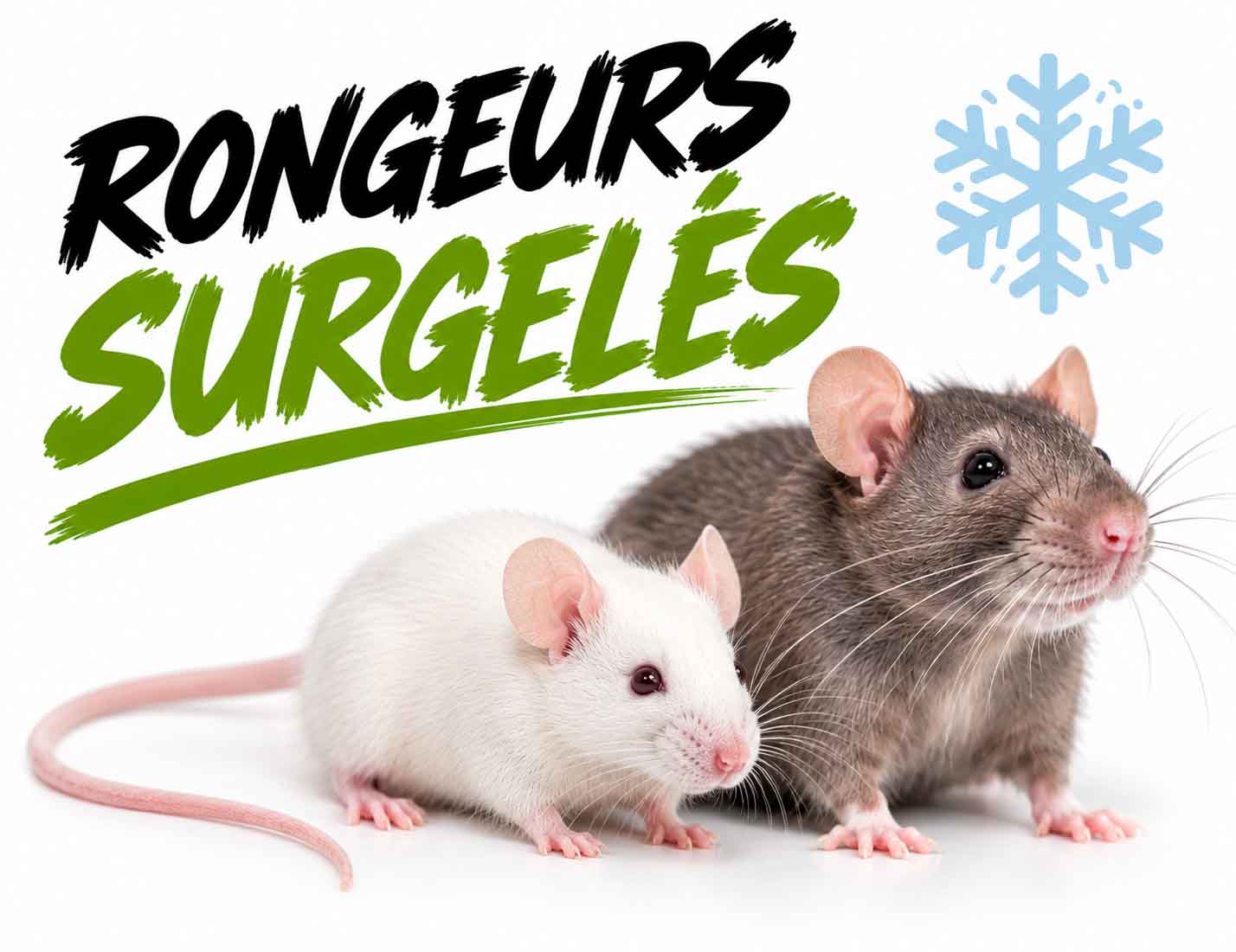 rongeurs surgeles